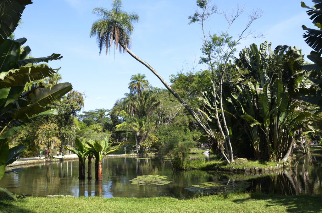 Lago com vegetação tropical e palmeira inclinada sobre a água no Jardim Botânico do Rio de Janeiro